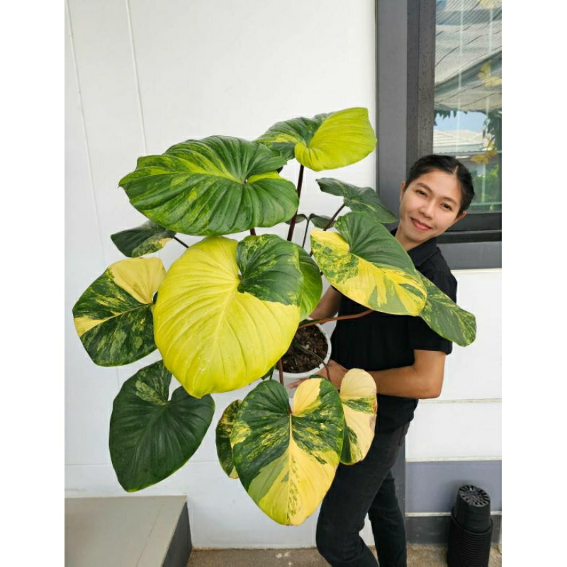 Homalomena Rubescens Var.) “เสน่ห์จันทร์บุษราคัมด่าง"🔥คัดด่างสวย🔥