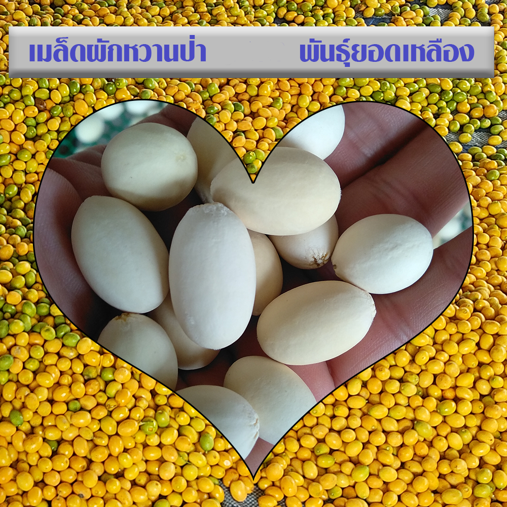 เมล็ดขัด 288 เม็ด เมล็ดพันธุ์ผักหวาน เมล็ด​ผักหวานป่า เมล็ดผักหวานป่า พันธุ์ยอดเหลือง พืชเศรษฐกิจยอดฮิต แนบวิธีปลูก