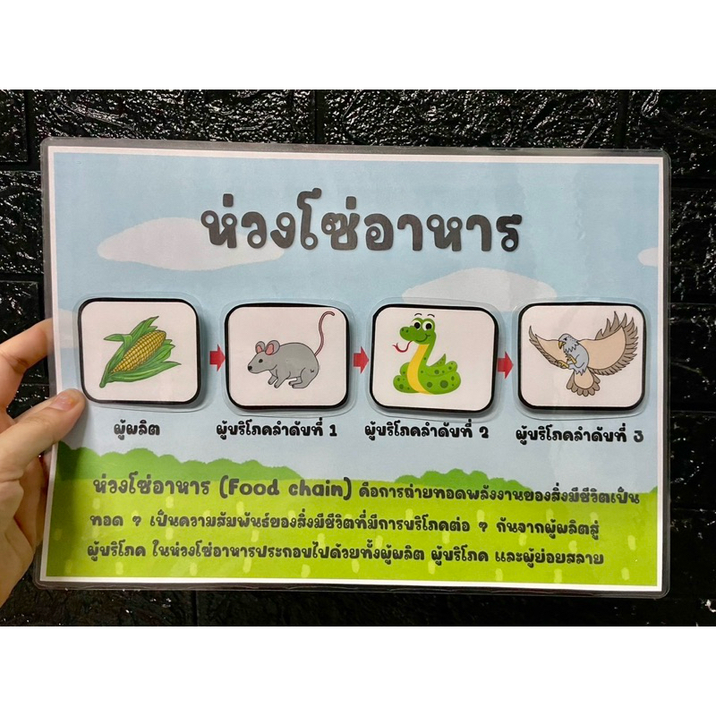 สื่อการสอนห่วงโซ่อาหารขนาดใหญ่ (ซื้อเป็นชุดถูกลง 50฿) ราคา ถูกที่สุด ดีลบีเคเค แกลเลอรีภาพที่ 5