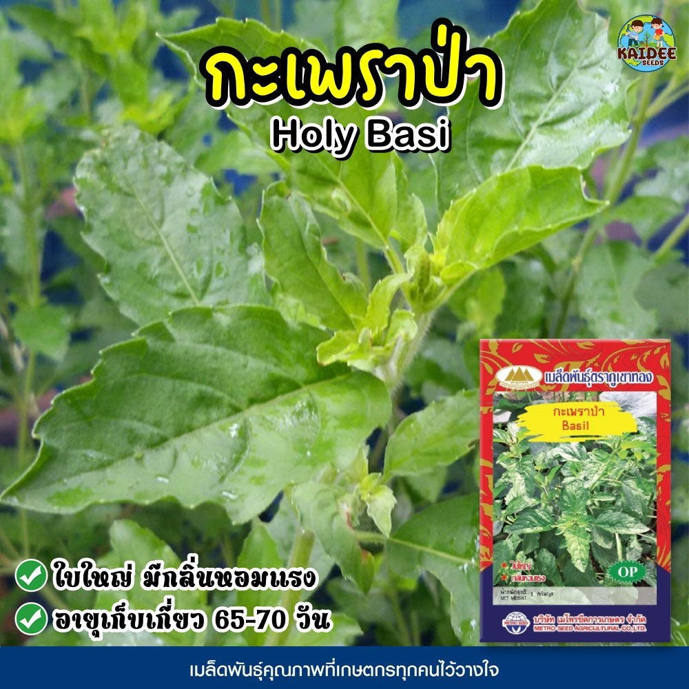 เมล็ดกะเพราป่า Basil ตราภูเขาทอง เมล็ดพันธุ์กะเพราป่า เมล็ดผัก เมล็ดผักสวนครัว กะเพราป่า เมล็ดพันธุ์ผัก