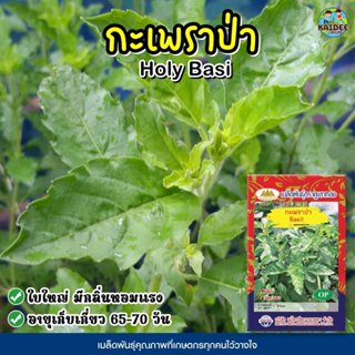 เมล็ดกะเพราป่า Basil ตราภูเขาทอง เมล็ดพันธุ์กะเพราป่า เมล็ดผ…