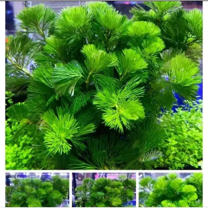 สาหร่ายหางกระรอก กระถาง ซื้อ2แถม2( พร้อมส่ง) รูปที่ 2