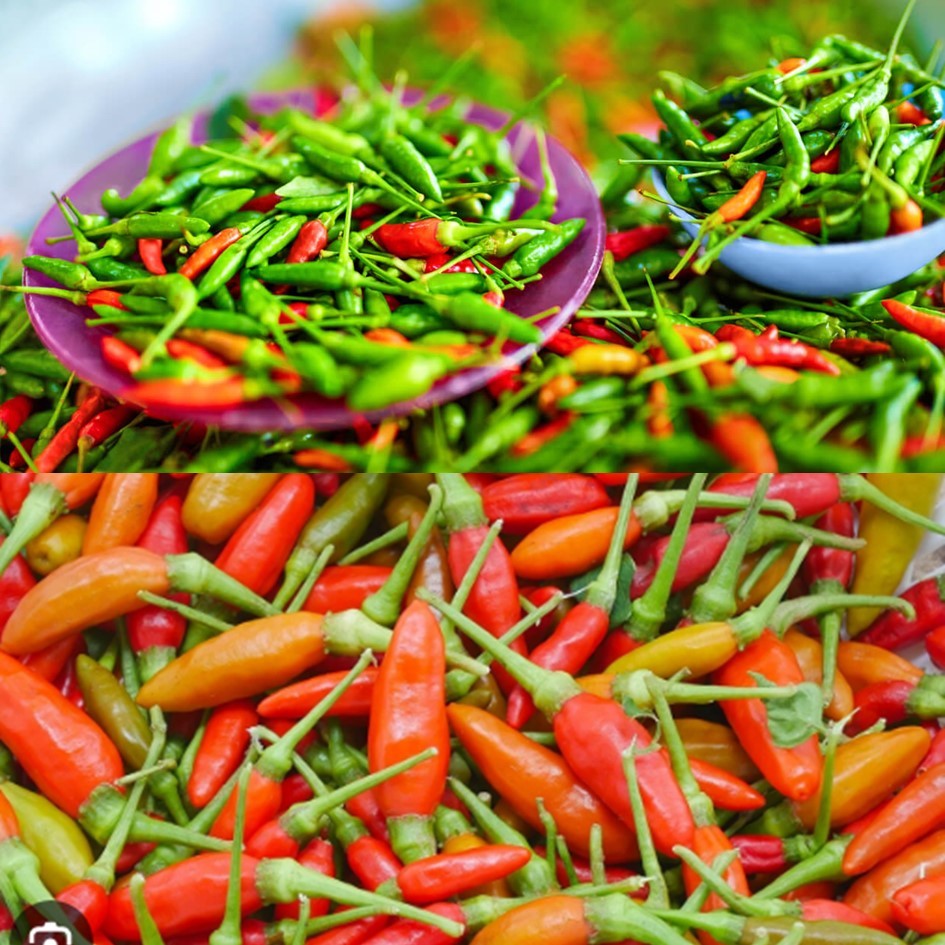 เมล็ดพริกขี้หนูสวน 20 เมล็ด 🌱 ซื้อ 10 แถม 2 คละได้ 💥 เลือกของแถมได้ คิดถึงเมล็ดผัก คิดถึง skinsun