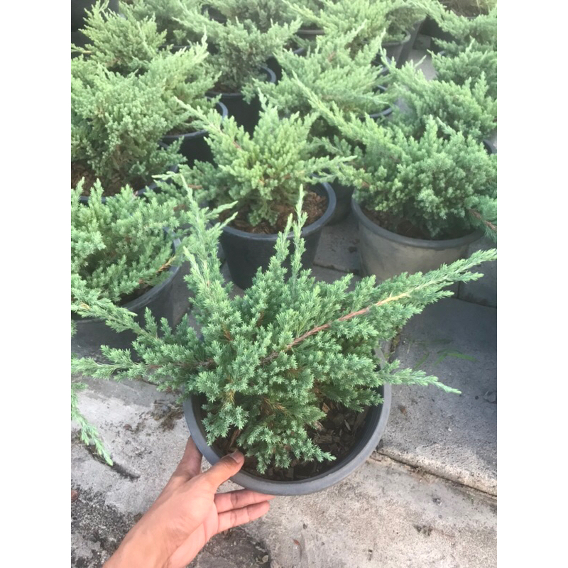 สนเลื้อย กระถาง 11” ฟอร์มสวย ทรงดีทุกต้น