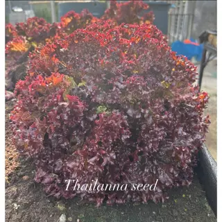 เมล็ดพันธุ์ผักสลัด เรดโครอล พันธุ์เดวิล ( ขนาด 0.5 กรัม ) ( เมล็ดเปลือย ) รหัสสินค้า 3034