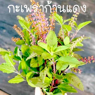 ผักสวนครัว📌10แถม1!!📌ถูกที่สุด 9 บ.📌เมล็ดพันธุ์ผักสวนครัว 5-500 เมล็ด🌿 ขายดีที่สุด🌱งอกง่าย🌱มีคู่มือการปลูก [10 แถม 1]