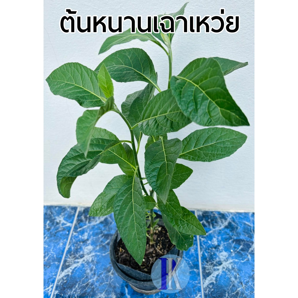 ต้นหนานเฉาเหว่ย / ป่าช้าเหงา (Bitter leaf tree) หุ้มถุงดำ4นิ้ว พร้อมปลูก