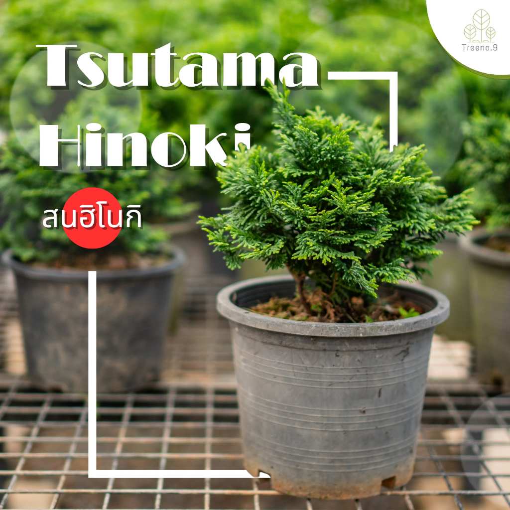 Treeno.9 T307 สนฮิโนกิ แบบพุ่ม (Hinoki Cypress) กระถาง 6 นิ้ว สูง 20-25 cm. ประดับสวยงาม มินิมอล ไม้มงคล บอนไซ