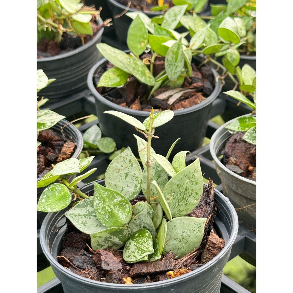 มุมมอง 3