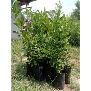 ต้นมะกรูดหอมเพาะเมล็ดไซส์ใหญ่จัมโบ้ถุงละ 60 บาท