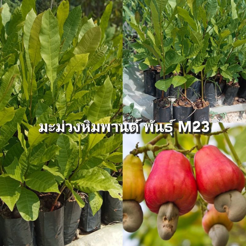 ต้นมะม่วงหิมพานต์พันธุ์M23 เมล็ดใหญ่ ปลูกง่าย โตไว