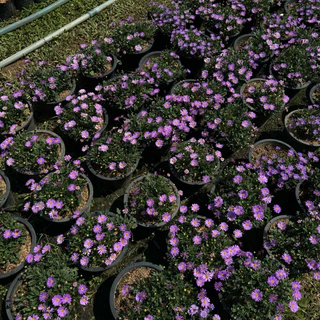 NEW * เดซี่ พันธุ์ใหม่ ดอกใหญ่ (Purple Daisy) ต้นเดซี่ ดอกสีม่วง 🌸 (ส่งติดดอก) 8นิ้ว ดอกไม้ทานได้