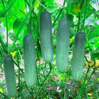 แตงกวามาลัยเงิน📌เก็บลูกเร็วที่สุด!!🎯ถูกที่สุด10บ.🎯เมล็ดพันธุ์แตงกวามาลัยเงิน10-60 เมล็ด☘️ปลูกง่าย👉โตเร็วที่สุด☘️ลูกดก