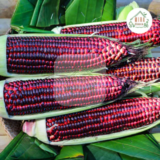 เมล็ดพันธุ์ข้าวโพดสีม่วง บรรจุ 30 เมล็ด