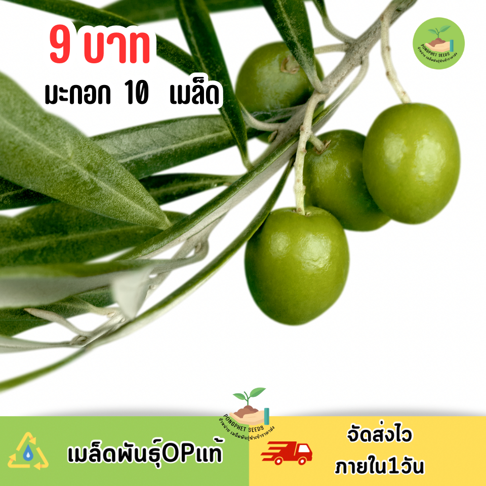 9บาท เมล็ดมะกอก บรรจุ 10 เมล็ด