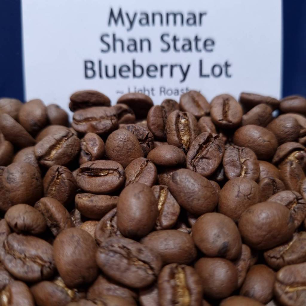 Myanmar Shan State Blueberry Lot เมล็ดกาแฟเมียนมาบลูเบอร์รีคั่วอ่อน