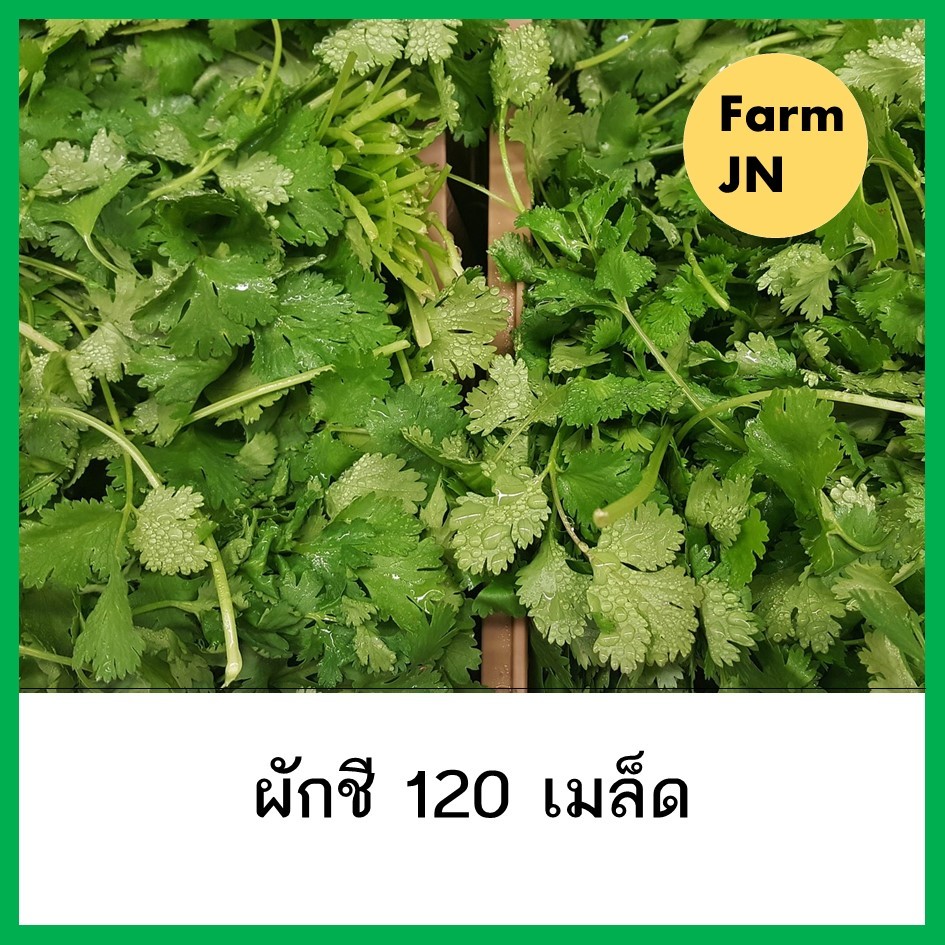 เมล็ดผักชี เมล็ดผักสวนครัว เมล็ดผัก5บาท