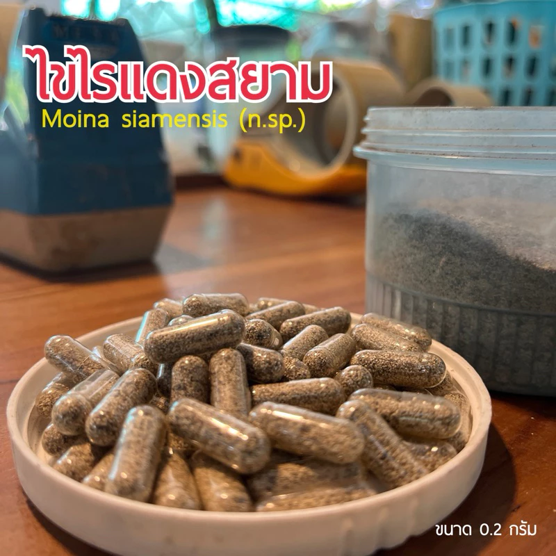 ไข่ไรแดงสยาม สำหรับนำไปเพาะเลี้ยง (แคปซูล 0.2 กรัม)