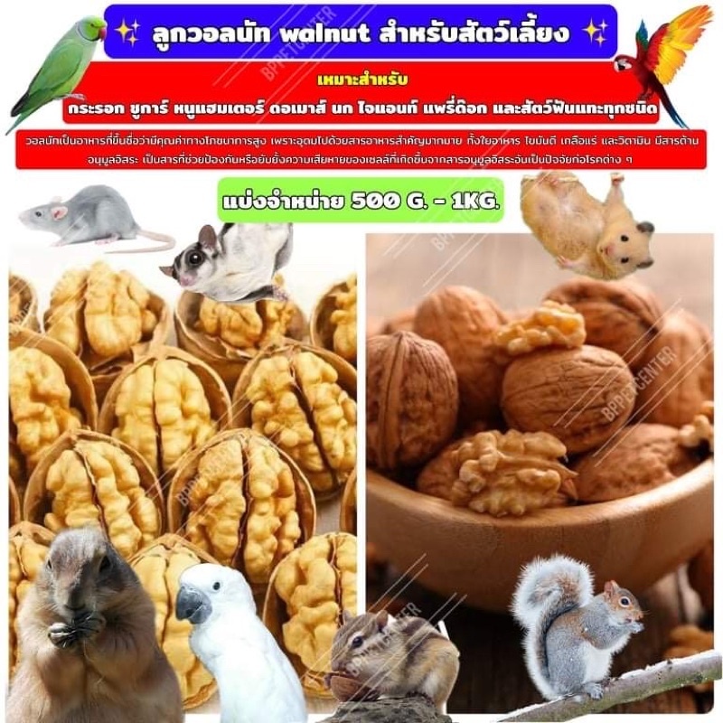 วอลนัท สำหรับนกแก้ว หนูแฮมเตอร์ ชูก้า กระรอก แพรี่ด็อก และสัตว์ฟันแทะ แบบลูก (IP)