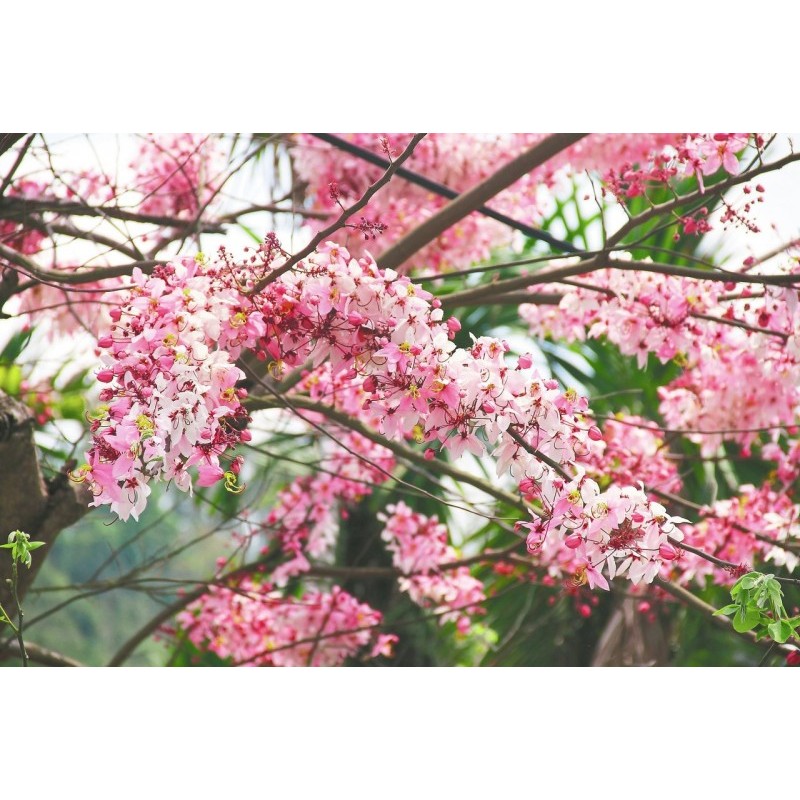ขายต้นกัลปพฤกษ์ หรือ ซากุระเมืองไทย ไม้ดอกสวย1ถุงดำ สูง 40ซม ขึ้นไป ต้นแข็งแรงพร้อมปลูก – โปรปัง