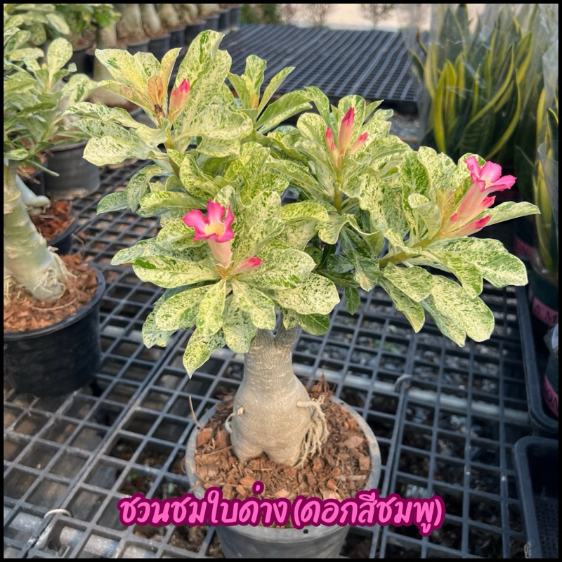 ต้นชวนชมด่างลายหินอ่อนดอกสีชมพูส่งพร้อมกระถาง8นิ้ว