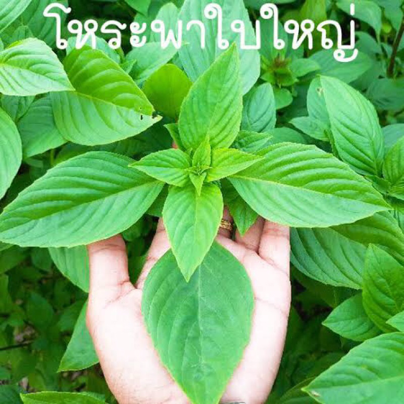 เมล็ดพันธุ์โหระพาใบใหญ่