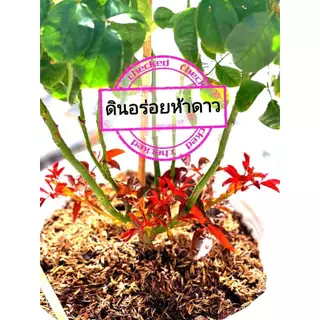 คุ้ม!! ดินปลูกกุหลาบ ดินอร่อยห้าดาว กุหลาบ ไม้ดอก ผักสวนครัว สั่งออเดอร์ละ 1 กระสอบ​ ไม่ส่งหมู่เกาะ ห่างไกล ท่องเที่ยว