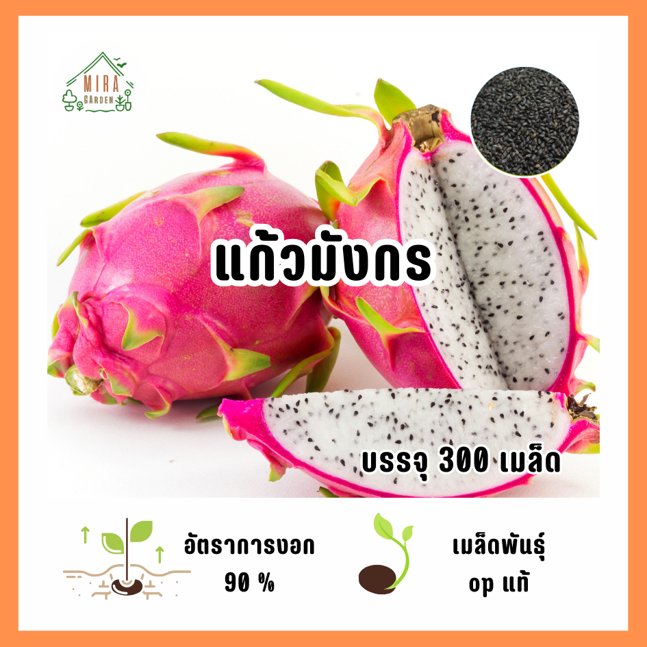 เมล็ดพันธุ์ แก้วมังกร บรรจุ 300 เมล็ด