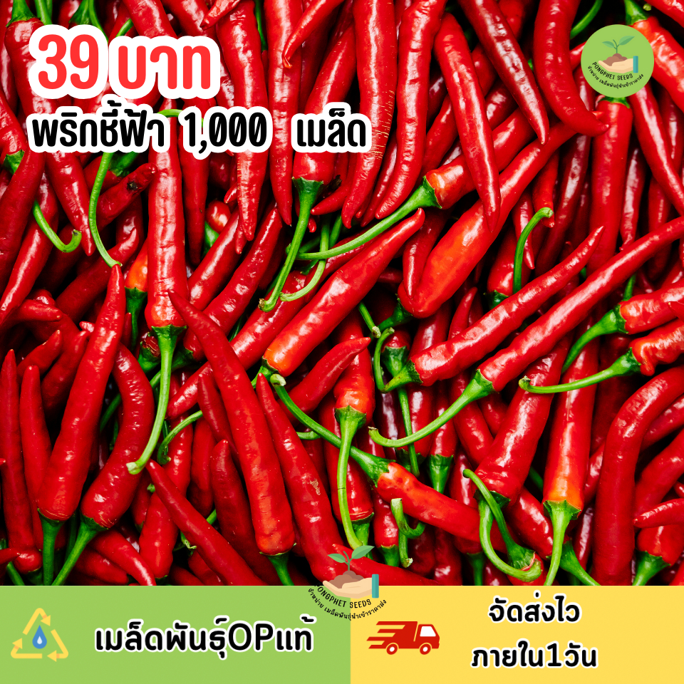 เมล็ดพันธุ์พริกชี้ฟ้า 1,000 เมล็ด