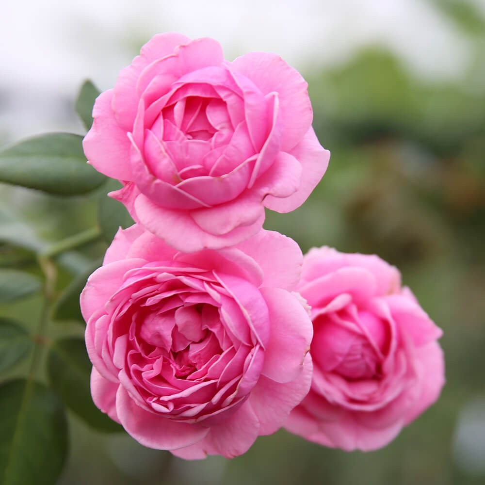 เมล็ดพันธุ์ กุหลาบ ดอกสีบานเย็น พันธุ์ Bishop's Castle Rose Seeds 10 เมล็ด
