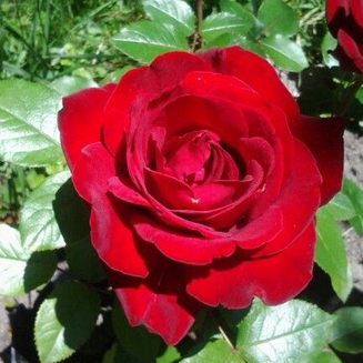5 เมล็ด เมล็ดกุหลาบ สีแดง ดอกใหญ่ กุหลาบ