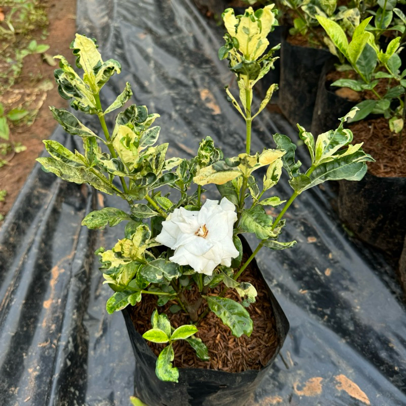 ต้นพุดอินถวา ด่าง  Cape jasmine ดอกหอม ใหญ่ พุดอินถวา ใบด่างสวย แบบถุง 🪴