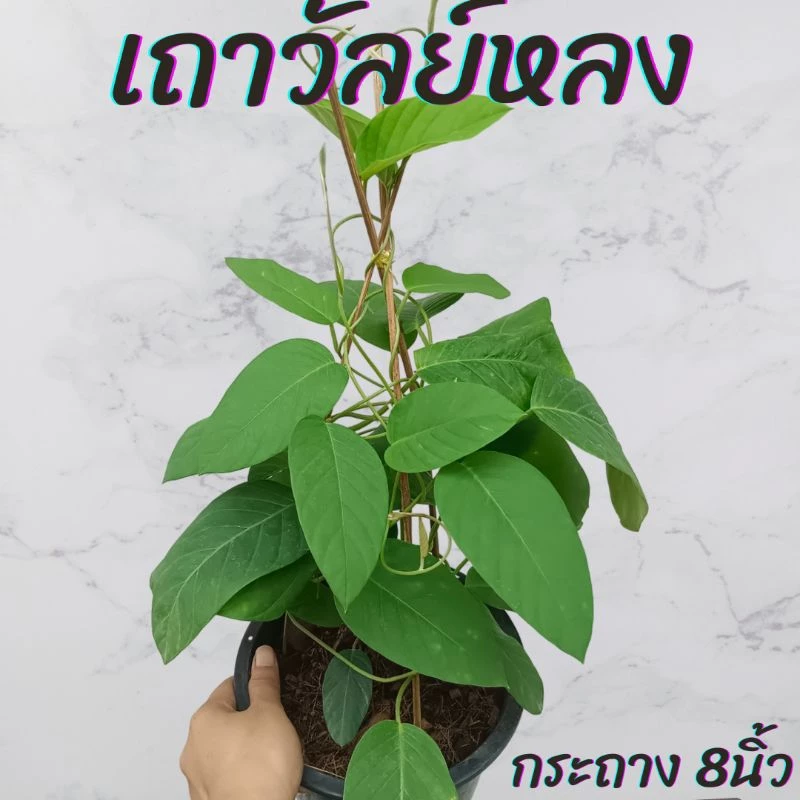 ต้นเถาวัลย์หลง เครือเถาหลง ดอกสีม่วง(ไซ้ส์ใหญ่) กระถาง 8นิ้ว