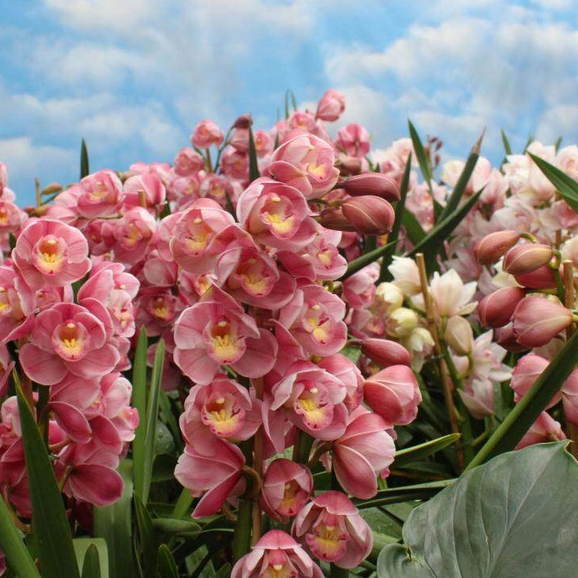 20 เมล็ดพันธุ์ เมล็ดกล้วยไม้ กล้วยไม้ ซิมบิเดียม (Cymbidium Orchids) Orchid flower seeds