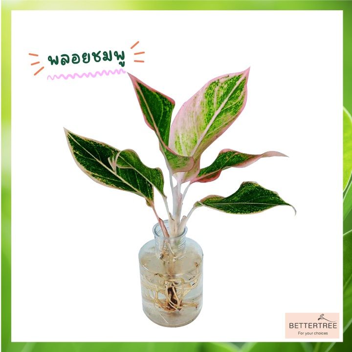 รูปภาพ 4