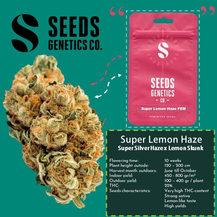 เมล็ด Super Lemon Haze - Seeds Genetics