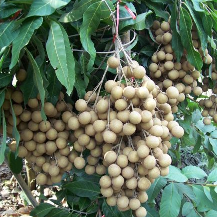 ต้นลำไย พันธุ์ เพชรน้ำเอก เนื้อหวาน ทาบกิ่ง จัดส่งพร้อมถุง 8 นิ้ว ลำต้นสูง 70-80 ซม