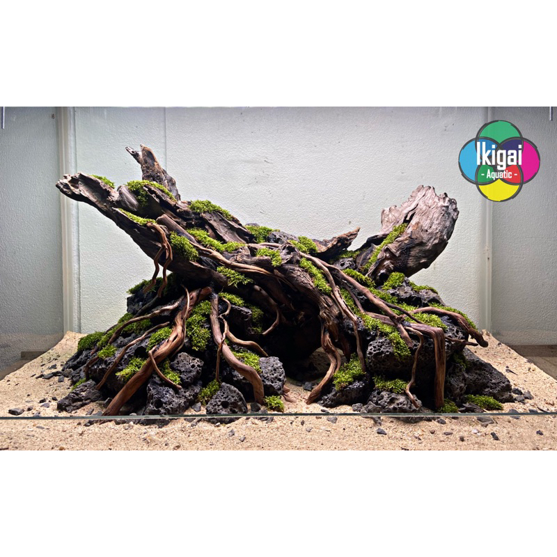 สำหรับสั่งทำเลย์เอ้าท์ พรีออเดอร์ ทำตามคิว : Ikigai Aquatic Layout