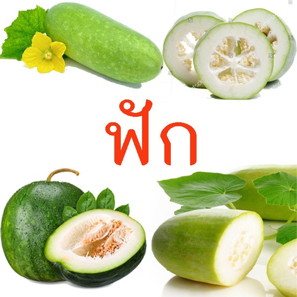 ฟัก📌10แถม1!!🎯ถูกที่สุด 10 บ.🎯เมล็ดพันธุ์ฟักทุกพันธุ์ 5-10 เมล็ด💐ปลูกง่าย🎈โตไว🎈ผลดก☘️ทานอร่อย