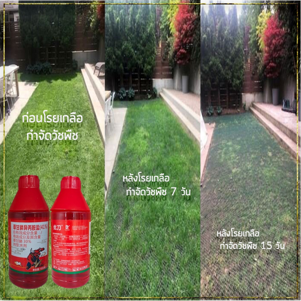 กำจัดวัชพืชได้ง่าย HYLยาฆ่าหญ้า 1 ขวด 200cc 1 ไร่ 1 ขวดก็พอ ยากำจัดต้นไม้ ผงกำจัดวัชพืช สารกำจัดก่อไผ่ ยาฆ่ากอไผ่ - รูปที่ 3