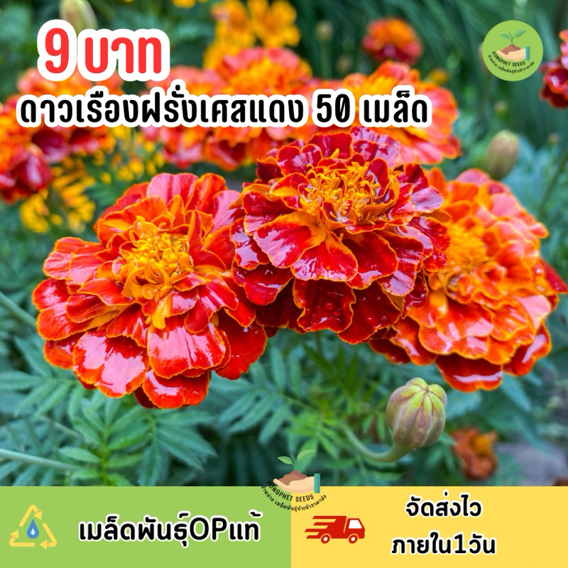 9 บาท เมล็ดดาวเรืองฝรั่งเศสแดง 50 เมล็ด