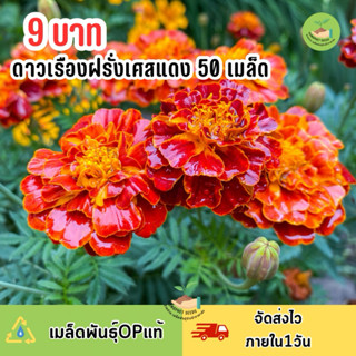 9 บาท เมล็ดดาวเรืองฝรั่งเศสแดง 50 เมล็ด