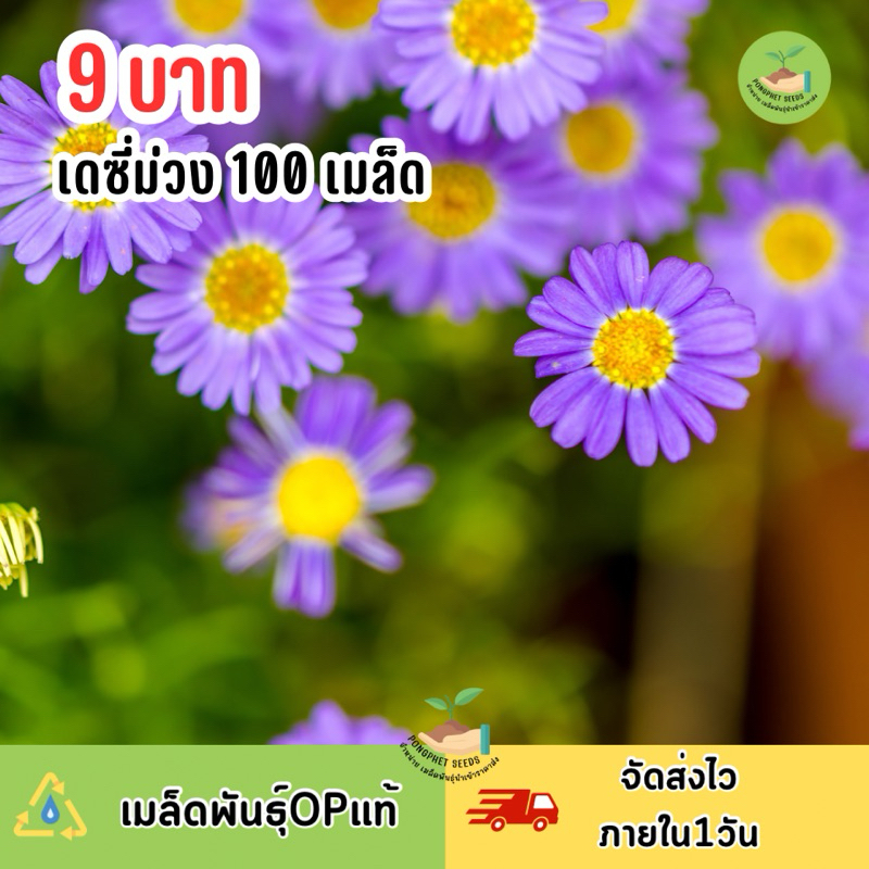 9 บาท เมล็ดพันธุ์ดอกเดซี่สีม่วง (สวอนริเวอร์) บรรจุ 100 เมล็ด