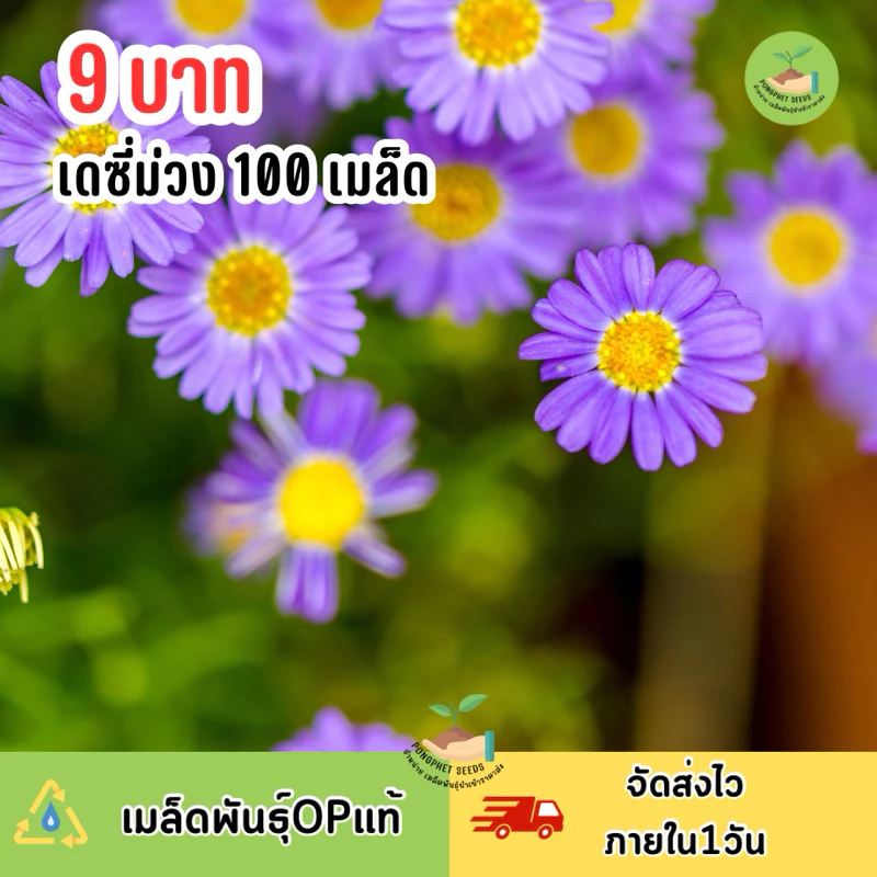 9 บาท เมล็ดพันธุ์ดอกเดซี่สีม่วง (สวอนริเวอร์) บรรจุ 100 เมล็ด