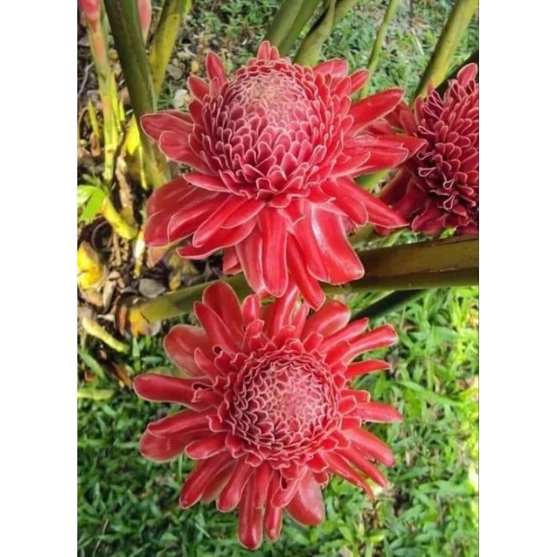 ดาหลาสีขาว1หน่อขุดสดหน่อขนาดเล็กไม้ประดับสีขาวหายาก