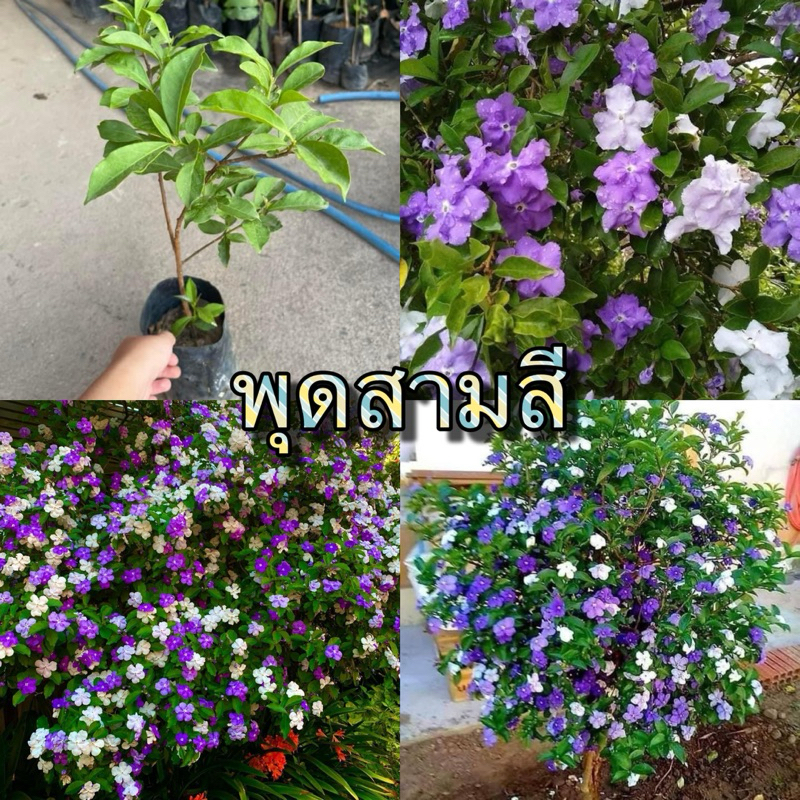 ‼️สินค้าขายดี พุดสามสี ขนาด 30-40 เซน พร้อมปลูก ต้นแข็งแรงพร้อมลงดิน‼️