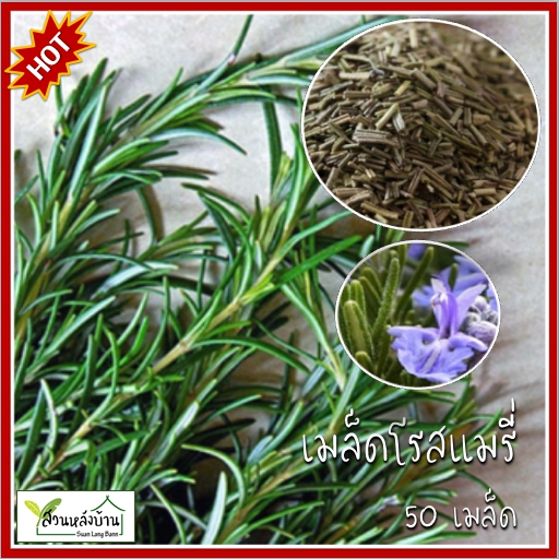 50 เมล็ด โรสแมรี่ Rosemary เมล็ดพันธุ์โรสแมรี่ เมล็ดโรสแมรี่