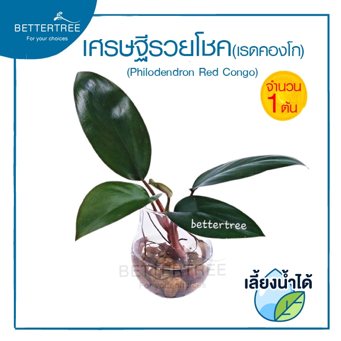 เศรษฐีรวยโชค(จำนวน 1 ต้น) เลี้ยงน้ำได้ หรือเรดคองโก  ไม้ฟอกอากาศ ไม้มงคล ⁣ philodendron