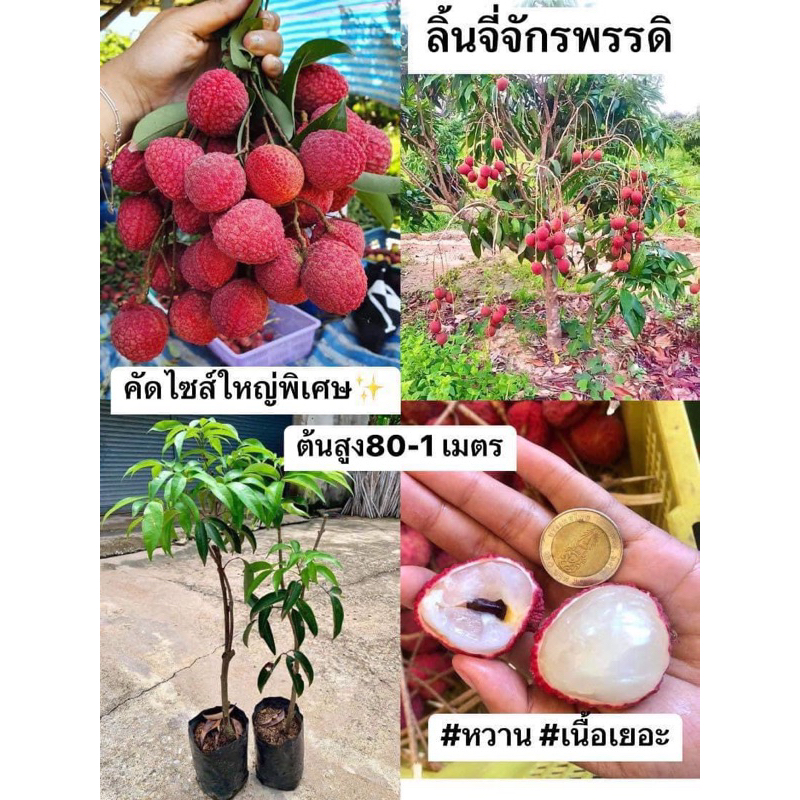 #ต้นลิ้นจี่จักรพรรดิ (กิ่งตอน)สูง70-100เซน  1-2 ปีติดผล #ลิ้นจี่จักรพรรดิ