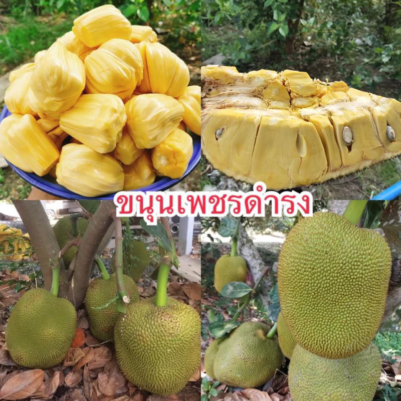 #ต้นขนุนเพชรดำรง (ทาบกิ่ง) สูงราว 30-70เซน พันธุ์แท้หาทานยามาก ให้ผลไว1-2ปี #ขนุนเพชรดำรง